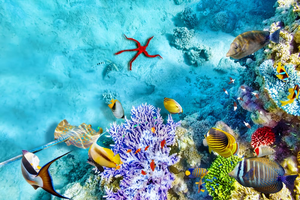 Koraller og tropiske fisk - Hurghada i Egypten