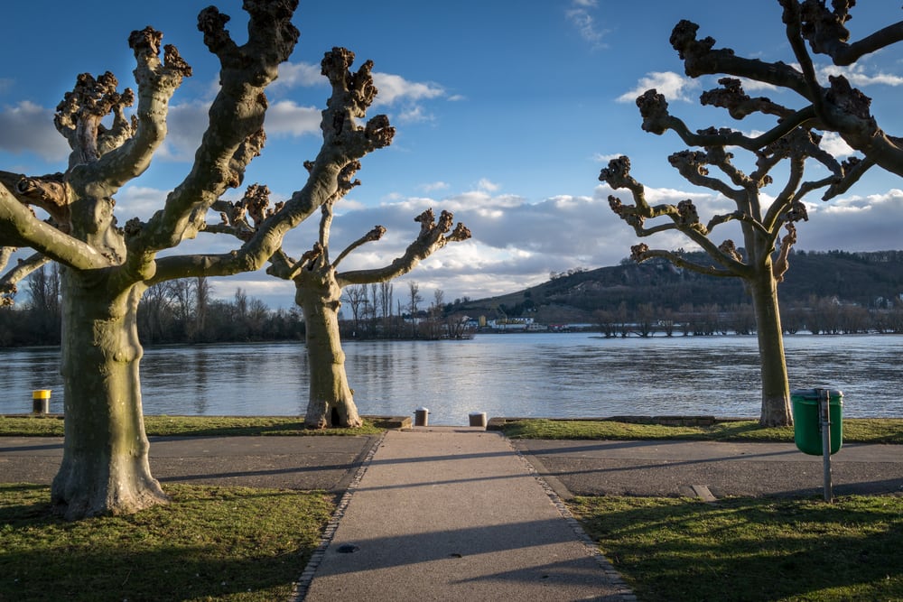 Rüdesheim am Rhein - Tyskland