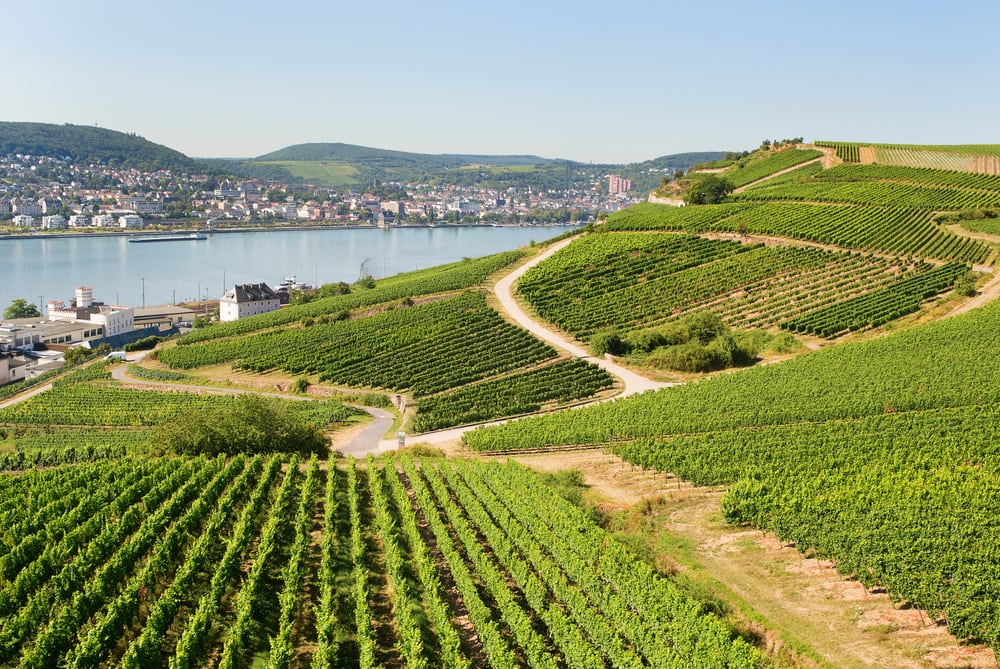 Vinmarker i Rüdesheim am Rhein