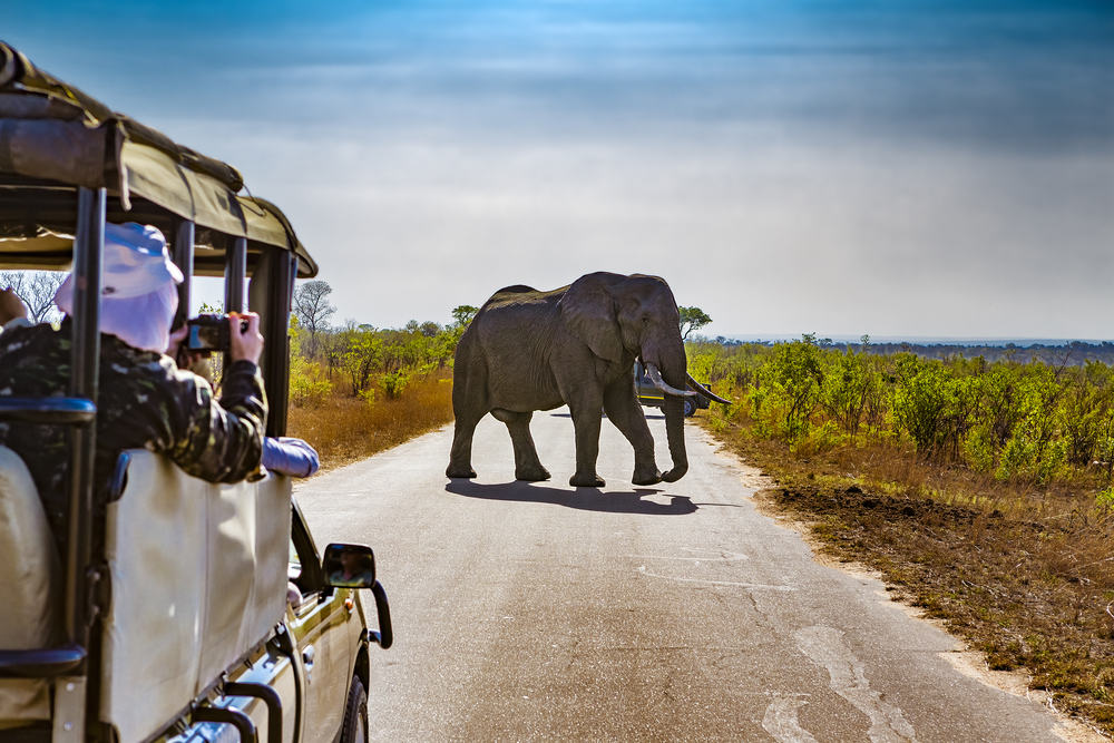 Elefant i Kruger National Park - Sydafrika