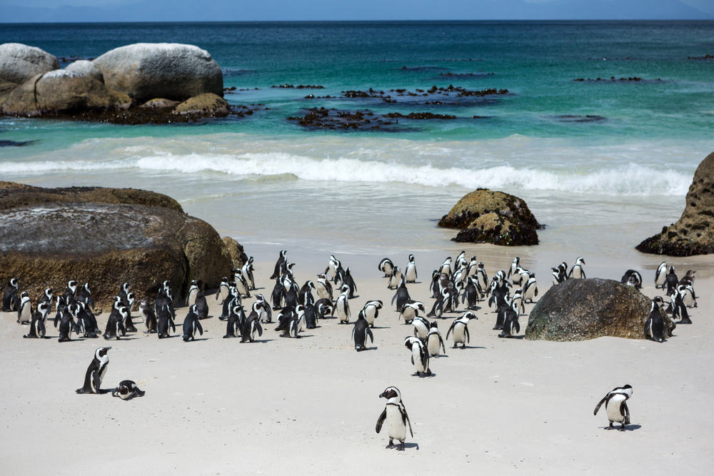 Pingviner ved Boulders Beach Nature Reserve i Cape Town - Sydafrika