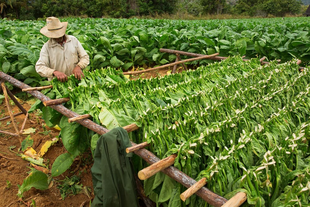 Tobaksbonde på Cuba