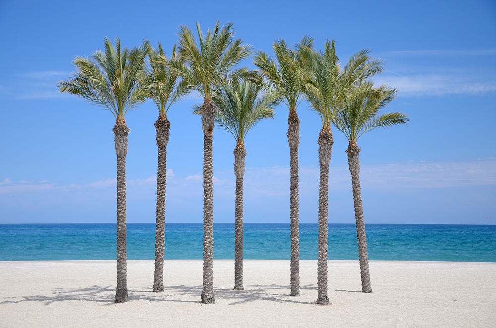 Strand og palmer - Roquetas de Mar i Spanien