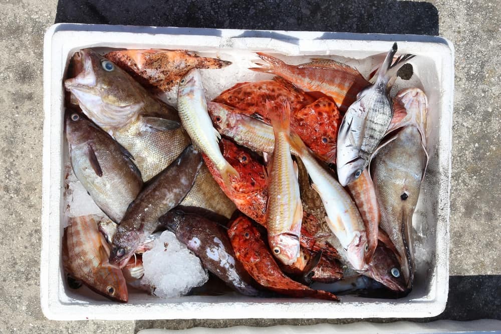Friskfanget fisk - Korfu i Grækenland