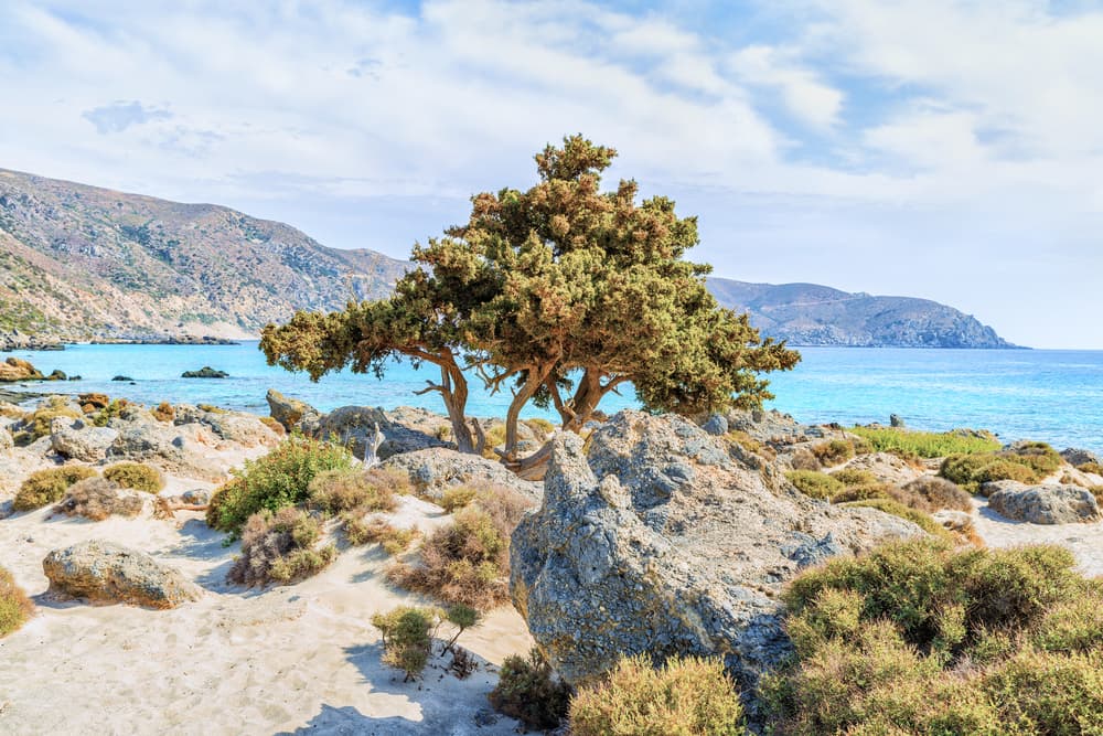 Kedrodasos stranden - Kreta i Grækenland