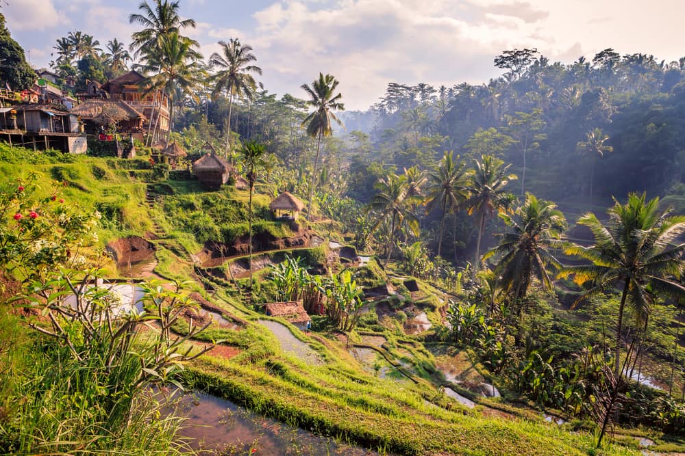 Rismarker i junglen - Bali i Indonesien