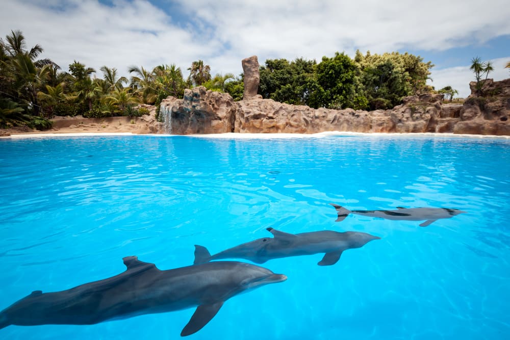 Delfiner på Tenerife - De Kanariske Øer i Spanien