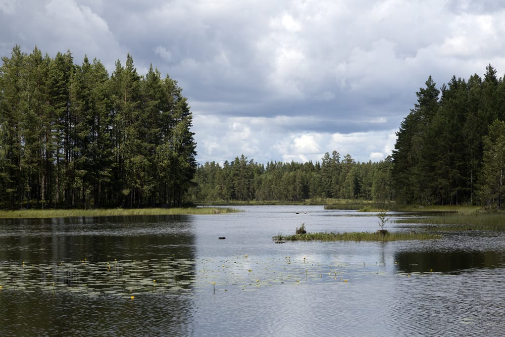 Glaskogens naturreservat - Värmland i Sverige
