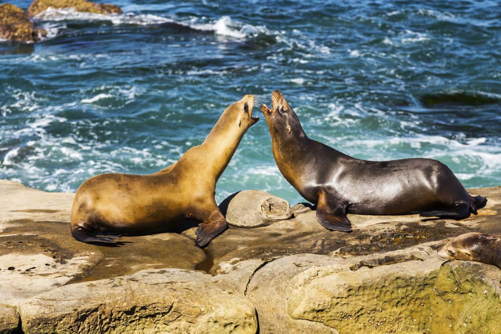 La Jolla - San Diego i Californien