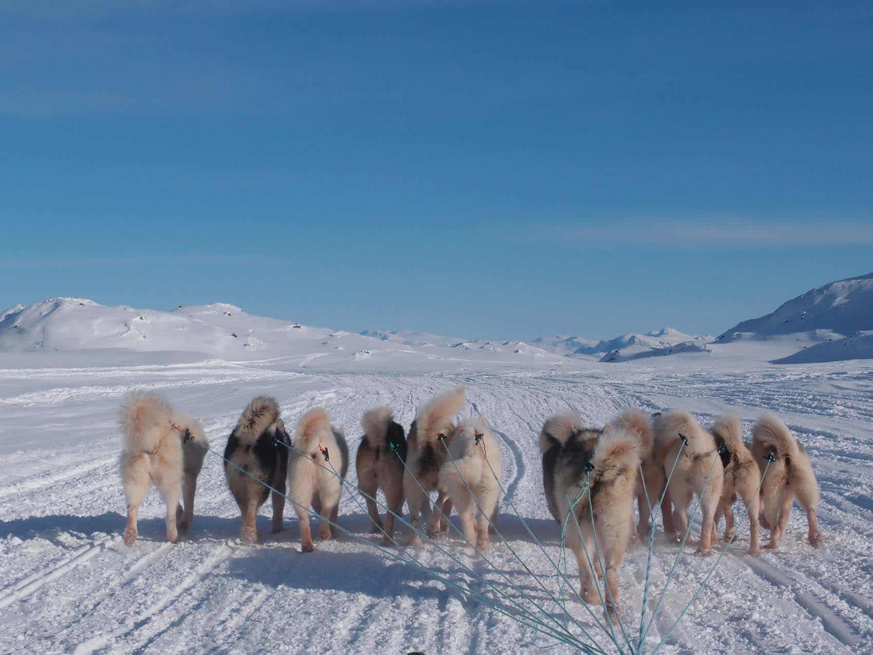 Travelafoot - Hundeslæde i Grønland