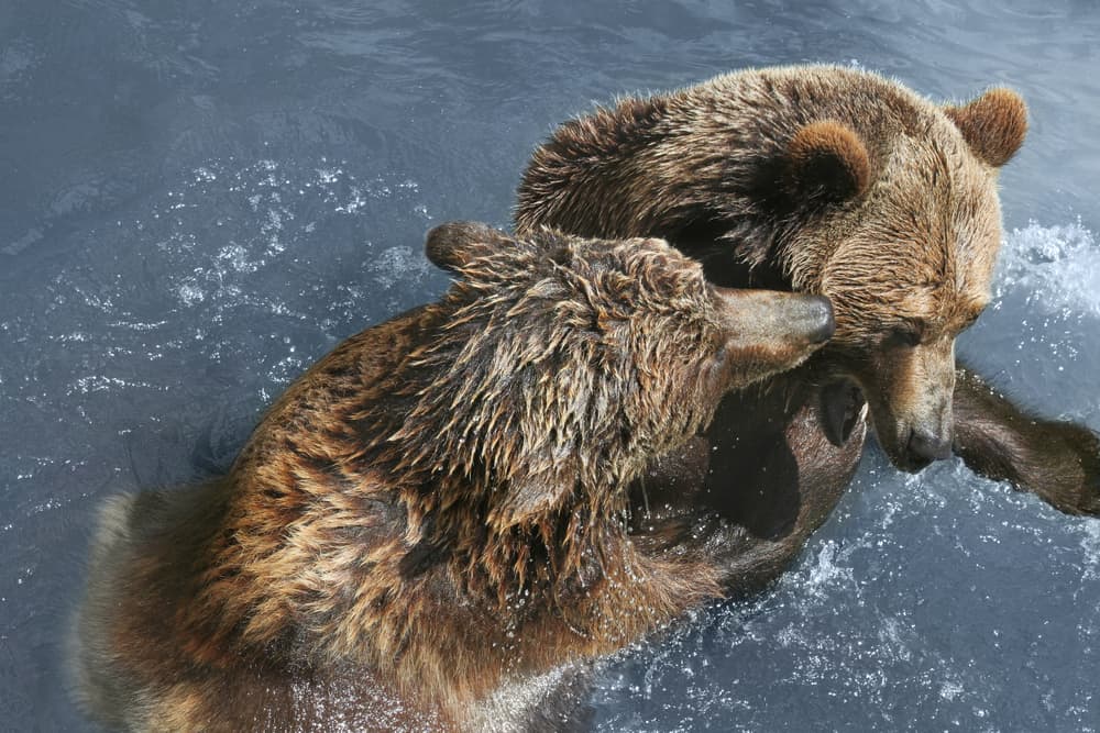 To brunbjørne der leger i vandet i Barcelona Zoo