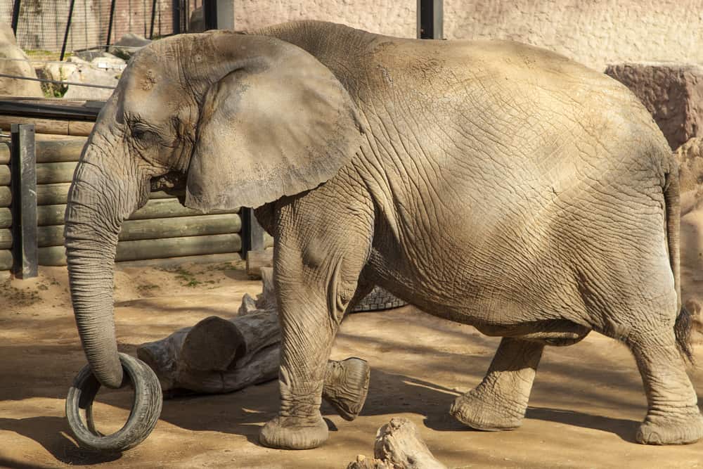 En elefant som med sin snabel løfter et dæk i Barcelona Zoo.