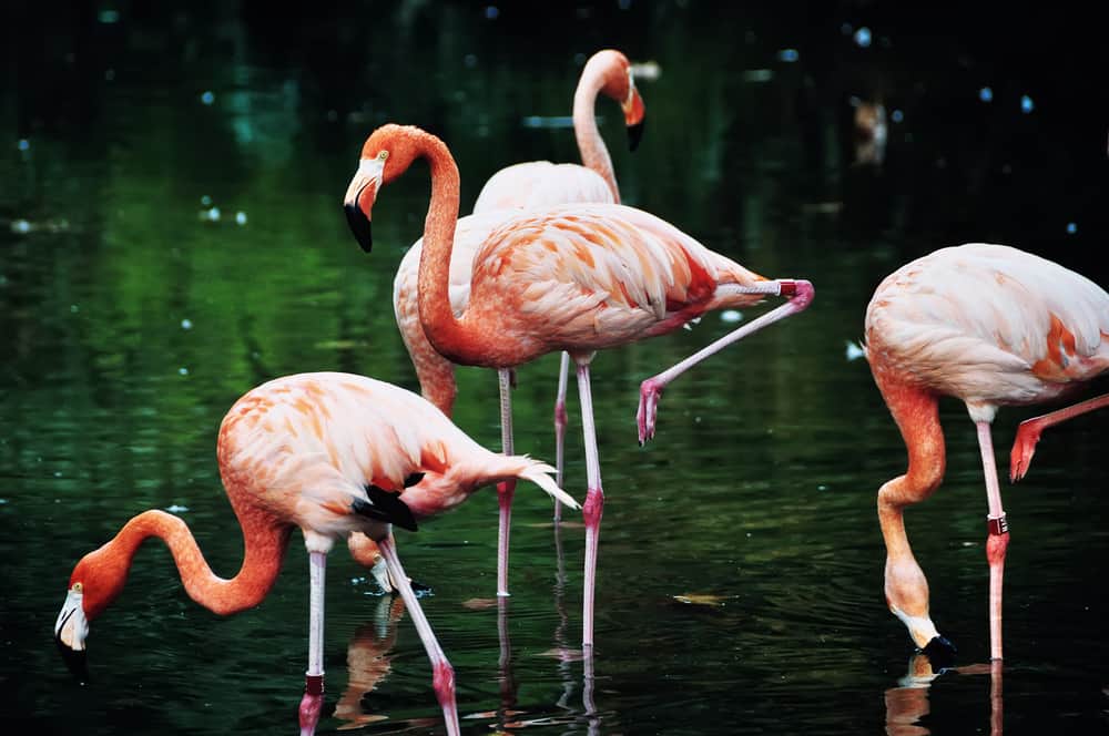 4 flamingoer i en sø i Barcelona Zoo.
