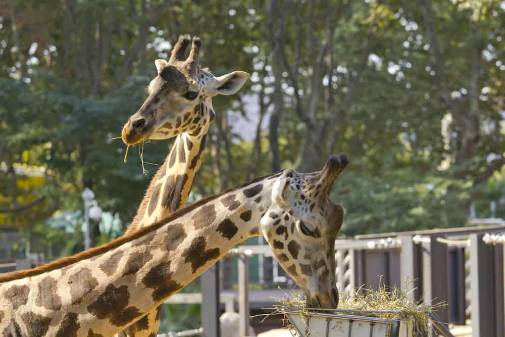 To giraffer som spiser hø i Barcelona Zoo. Girafferne ses kun fra halsen og op.