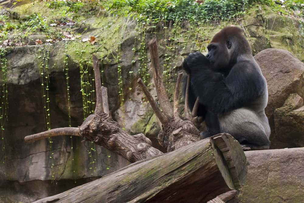 En gorilla som sidder på en stor sten i Barcelona Zoo.