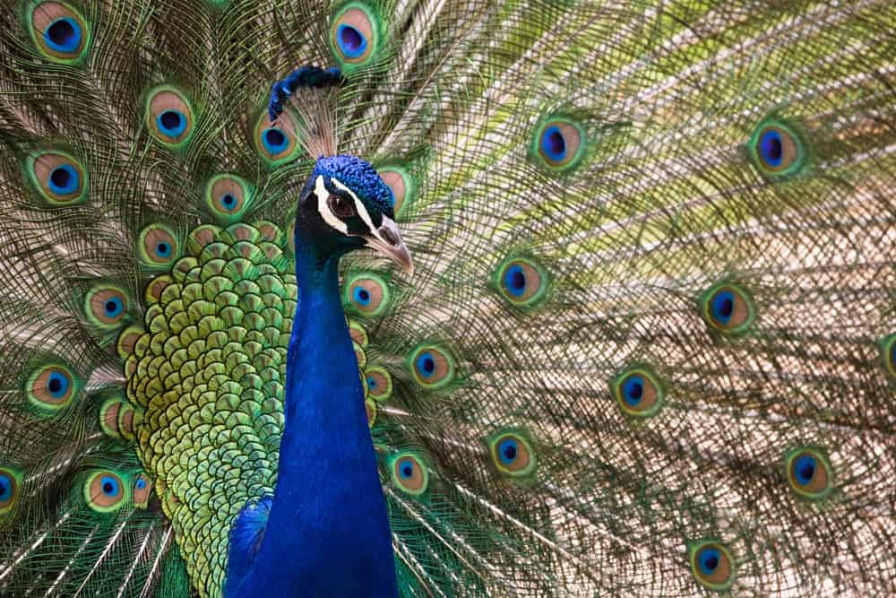 En påfugl i Barcelona Zoo som har slået sin smukke fjerdragt ud.