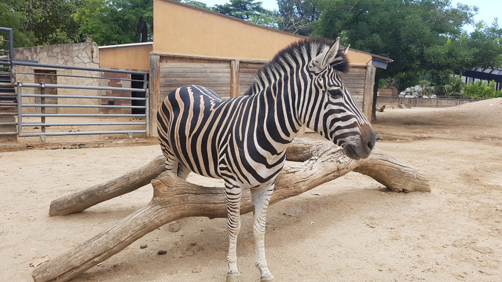En zebra i Barcelona Zoo.