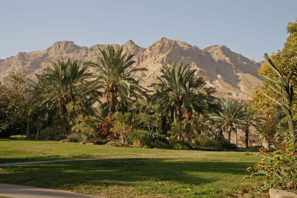 Ein Gedi kibbutzen