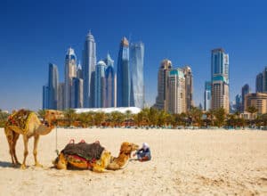 Kameler på stranden i Dubai