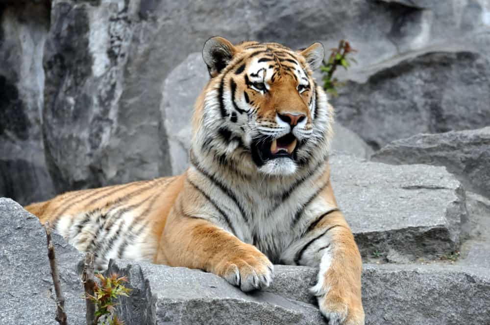 Tiger i Berlin Zoo