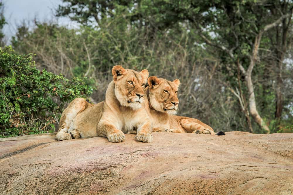 Løver i Kruger National Park