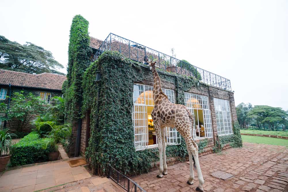 Giraffe Manor Nairobi i Kenya